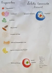Estudando Citologia